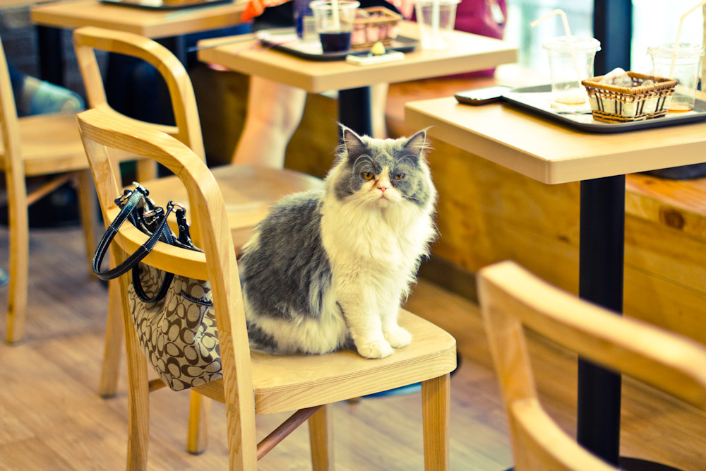 Tokyo's Cat Cafes 