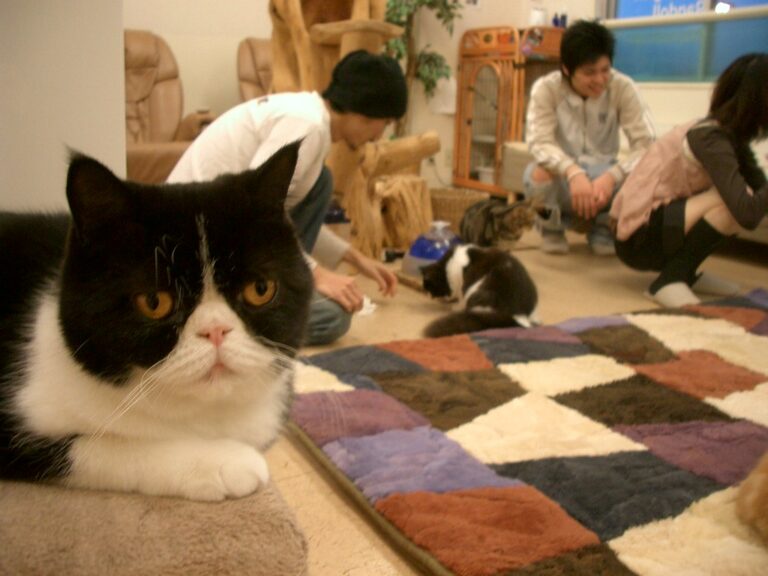 A Purrfect Guide to Exploring All of Tokyo's Cat Cafes