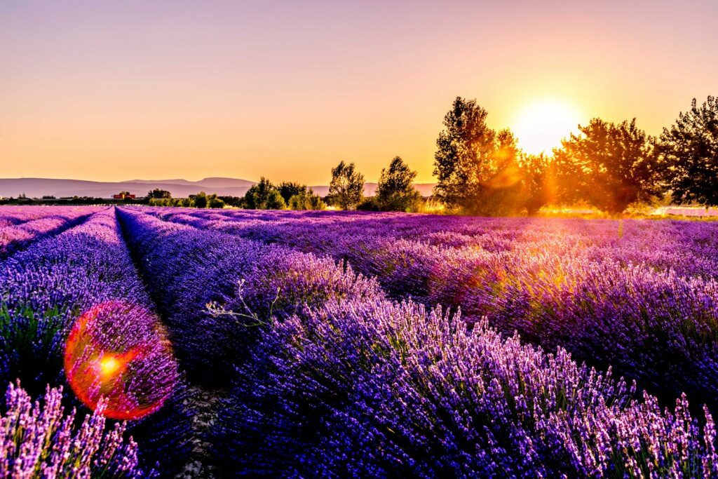 lavender field