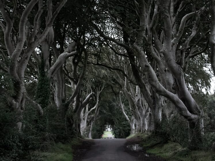 road between green-leafed trees